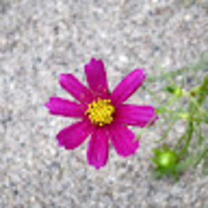 Meet your Posher, Allison